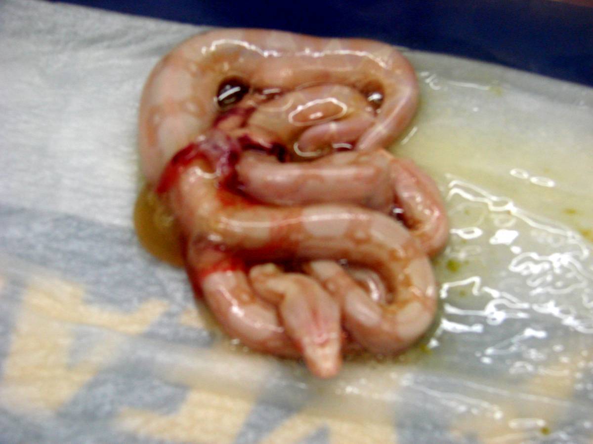 CA SHARP ALBINO LITTER TWINS