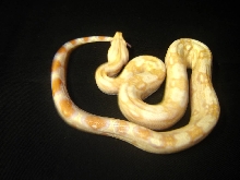 SHARP ALBINO MALE