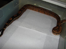 Squaretail
