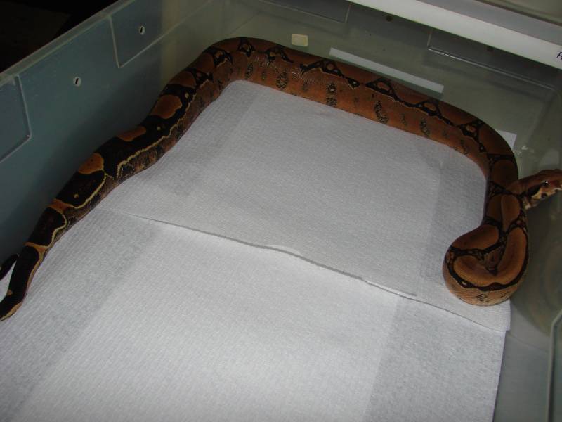 Squaretail