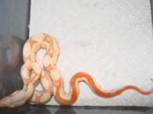Striped Albino