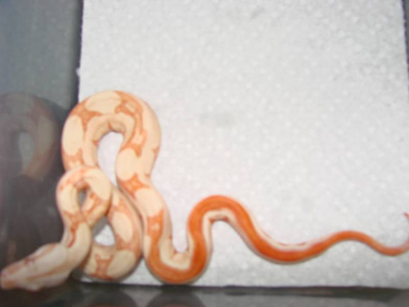 Striped Albino