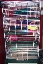 ferret mansion
