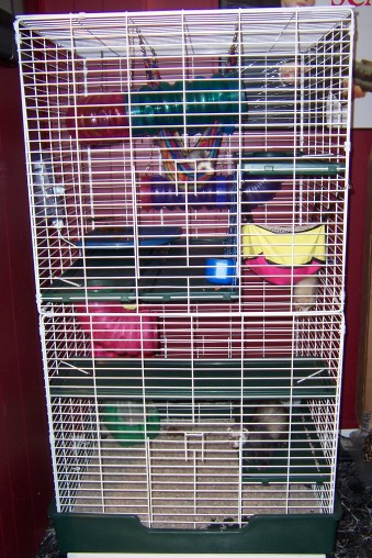 ferret mansion