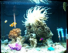 nemo