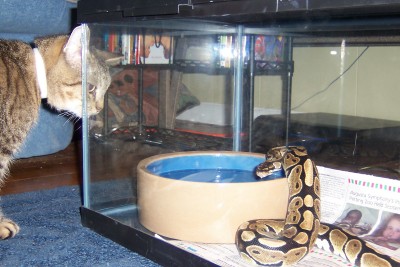 snake or cat!?