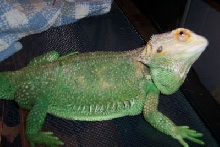 zilla