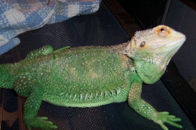zilla