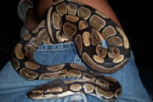 lap snake