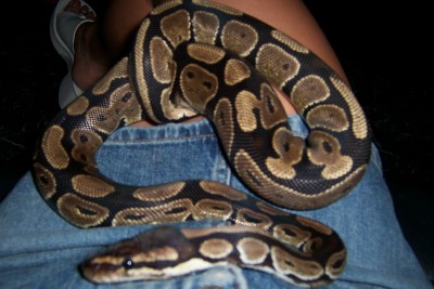 lap snake