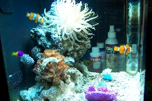 side nemos