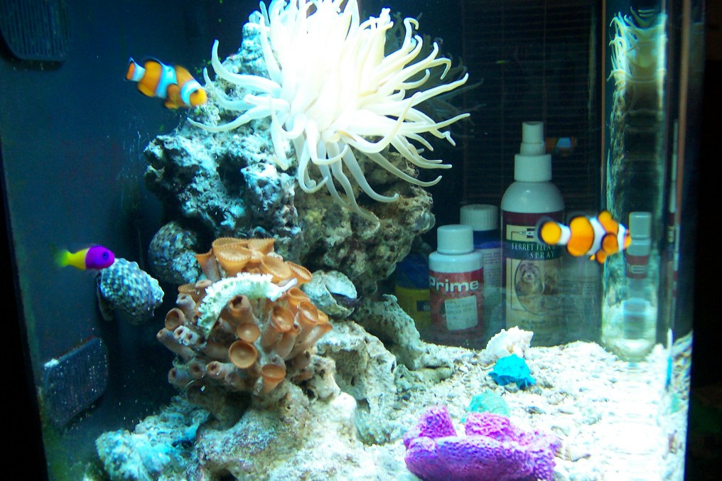 side nemos
