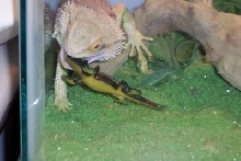 zillas' visitor