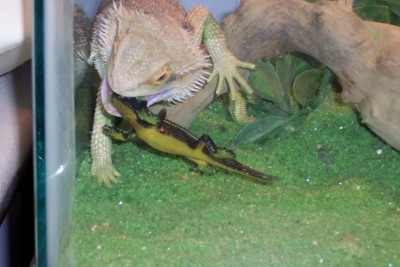zillas' visitor