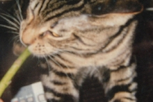 Hobbes