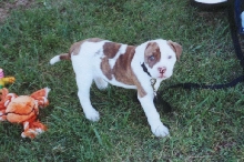 Eli- eight weeks