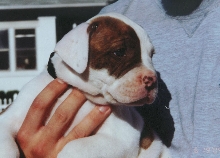 Eli- 6wks.