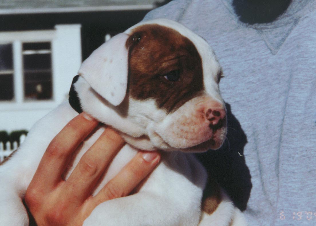 Eli- 6wks.