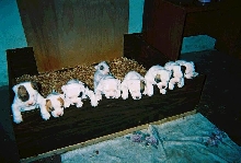 Eli's Siblings