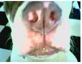 Eli's Sniffer
