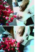 Smelling the Roses