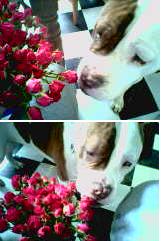 Smelling the Roses