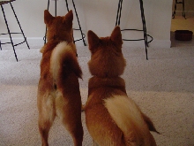Jasper and Bailey's backs!