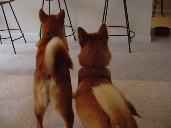 Jasper and Bailey's backs!