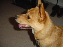 Bailey profile