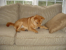 Jasper couch
