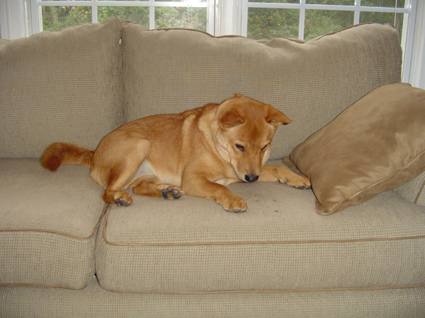 Jasper couch