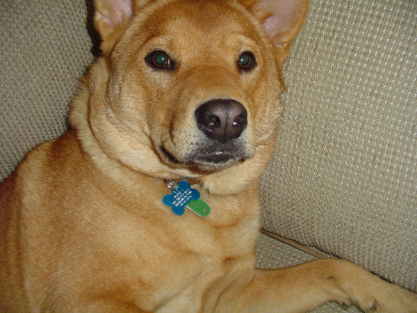 Alert Jasper