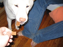 Atari enjoys a jerky treat