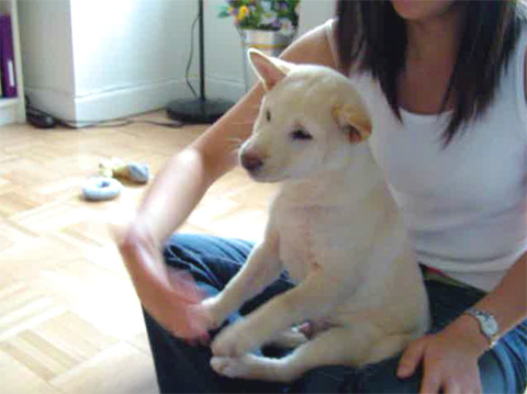 I'm a lap dog!