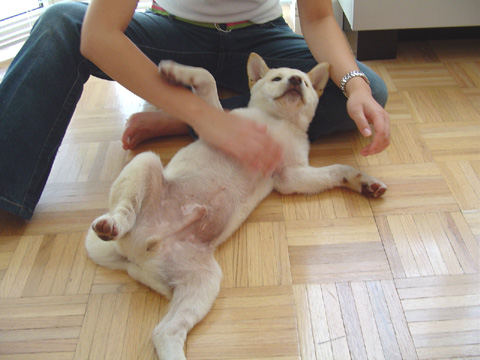 Belly Rub