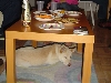 Party dog!