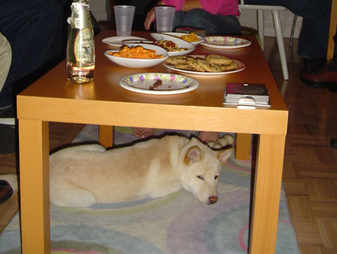 Party dog!