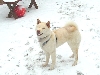 Atari, happy in the snow