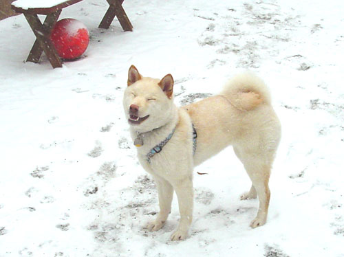 Atari, happy in the snow