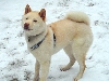 Atari: Snowdog!