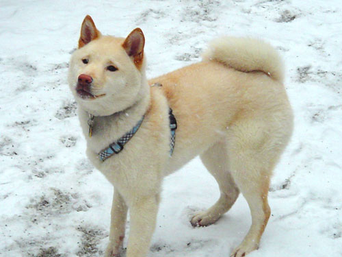 Atari: Snowdog!