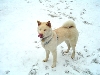 Atari: Snowdog 2