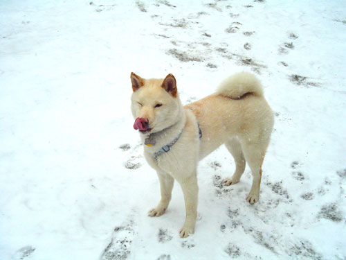 Atari: Snowdog 2