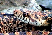 Snake in N Central Texas