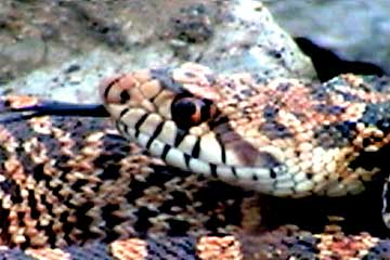 Snake in N Central Texas