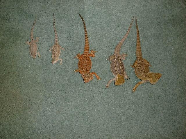 5 of mine
