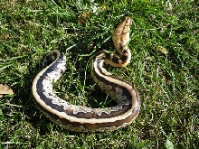Striped Borneo