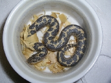Kenya sandboa