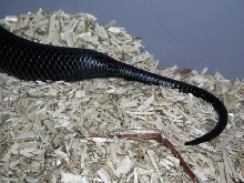 Indigo tail