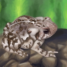 Bufo